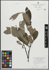 Foto von Salix appendiculata Vill.